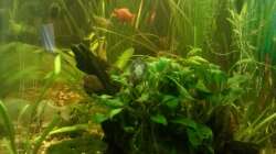 Aquarium Mein Anfang