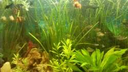 Aquarium Mein Anfang