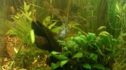 Aquarium Mein Anfang