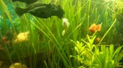 Aquarium Mein Anfang