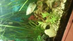 Aquarium Mein Anfang