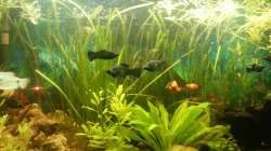 Aquarium Mein Anfang