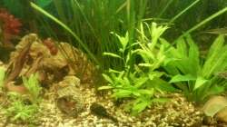 Aquarium Mein Anfang