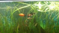 Aquarium Mein Anfang