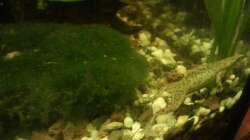 Aquarium Mein Anfang