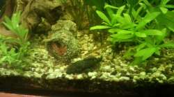 Aquarium Mein Anfang