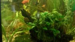 Aquarium Mein Anfang