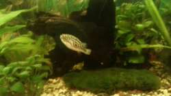 Aquarium Mein Anfang