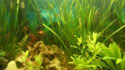 Aquarium Mein Anfang