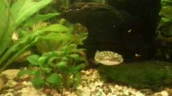 Aquarium Mein Anfang