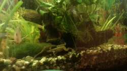 Aquarium Mein Anfang