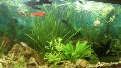 Aquarium Mein Anfang