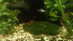 Aquarium Mein Anfang