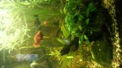 Aquarium Mein Anfang