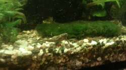 Aquarium Mein Anfang