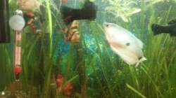 Aquarium Mein Anfang