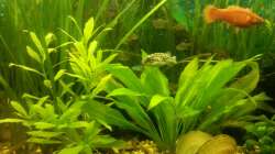 Aquarium Mein Anfang