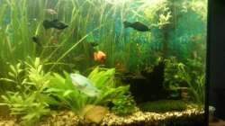 Aquarium Mein Anfang