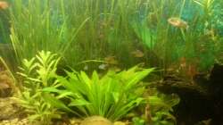 Aquarium Mein Anfang