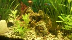 Aquarium Mein Anfang