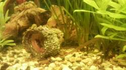 Aquarium Mein Anfang