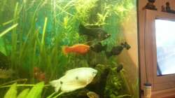 Aquarium Mein Anfang