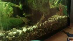 Aquarium Mein Anfang