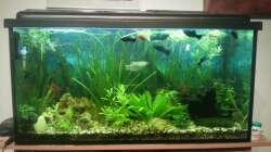 Aquarium Mein Anfang