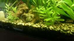 Aquarium Mein Anfang