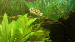 Aquarium Mein Anfang