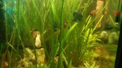 Aquarium Mein Anfang