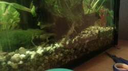 Aquarium Mein Anfang