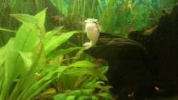 Aquarium Mein Anfang