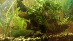 Aquarium Mein Anfang