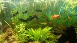 Aquarium Mein Anfang