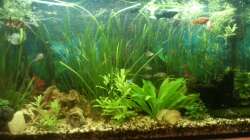 Aquarium Mein Anfang