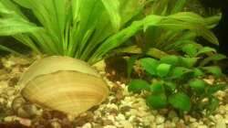 Aquarium Mein Anfang