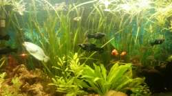 Aquarium Mein Anfang