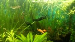 Aquarium Mein Anfang