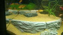 Dekoration im Aquarium Rio 125