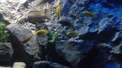 Besatz im Aquarium stone bay area (closed due!!!)