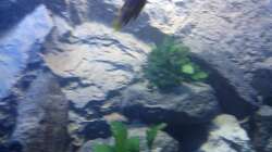 Pflanzen im Aquarium stone bay area (closed due!!!)