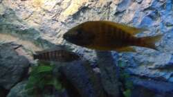 Aulonoca st. maleri Bock 