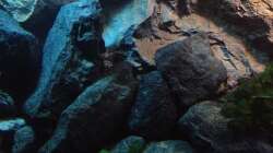 Dekoration im Aquarium stone bay area (closed due!!!)
