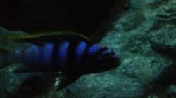 Besatz im Aquarium stone bay area (closed due!!!)