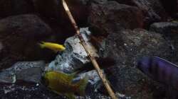 Besatz im Aquarium stone bay area (closed due!!!)