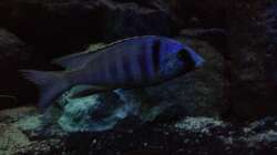 Besatz im Aquarium stone bay area (closed due!!!)