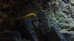 Besatz im Aquarium stone bay area (closed due!!!)