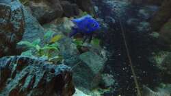 Besatz im Aquarium stone bay area (closed due!!!)