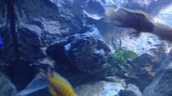 Besatz im Aquarium stone bay area (closed due!!!)